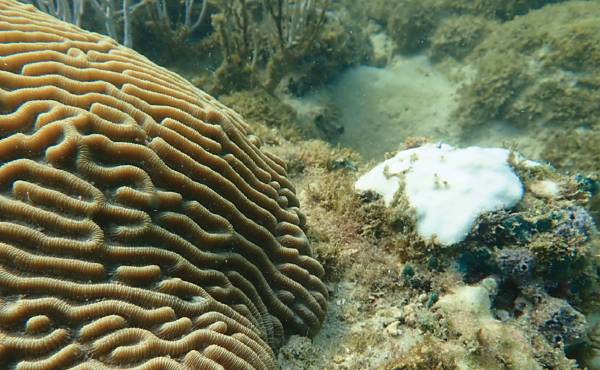 The remarkably resilient urban corals, which have been successfully relocated, grew on the rock riprap below the fixed docks.